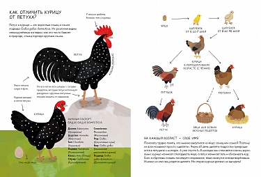 Курицеведение. Дачная энциклопедия